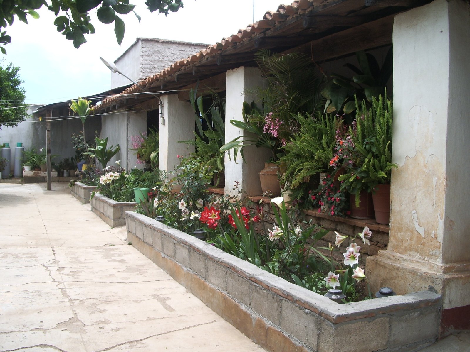 The family home and flower garden in Zacatecas