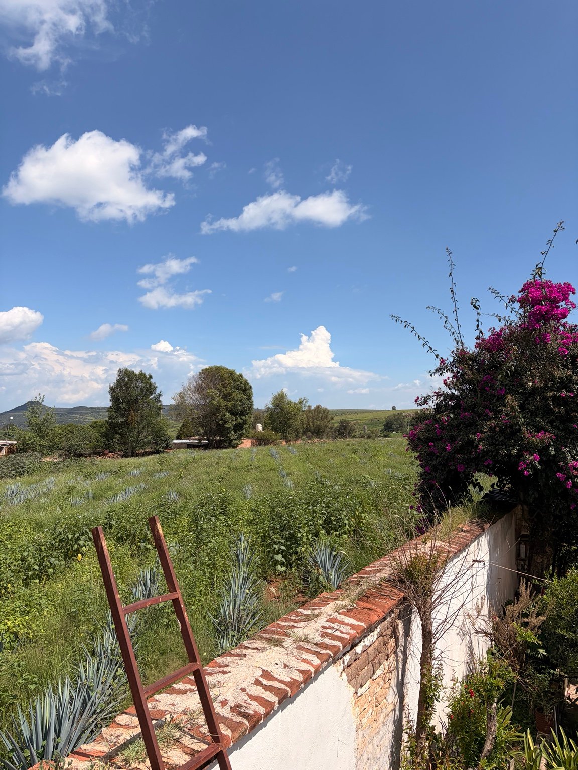 Agave fields, countryside, and flowering bougainvillea in Zacatecas